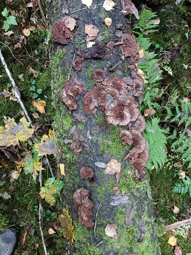 Inonotus leporinus, 2026-10-04