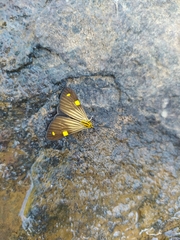 Phaeochlaena lampra