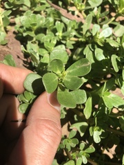 Portulaca oleracea
