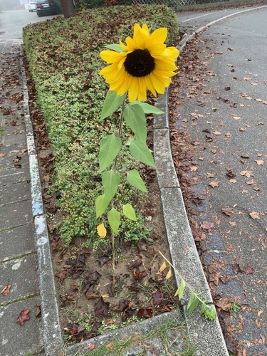 Common Sunflower