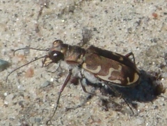 Cicindela repanda repanda