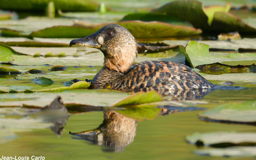 iNaturalist image