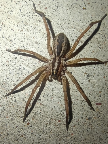 Rabid Wolf Spider