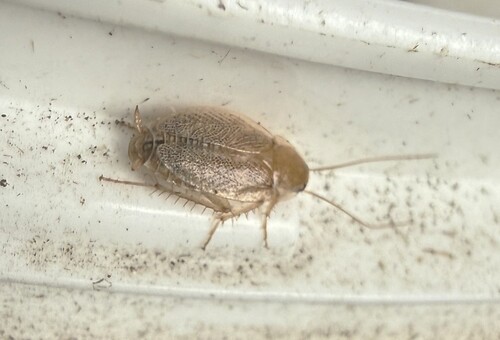 Variable Cockroach