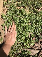 Portulaca oleracea