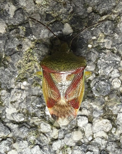 Birch Shield Bug