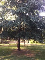 Cedrus atlantica