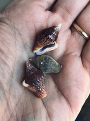 Columbella strombiformis