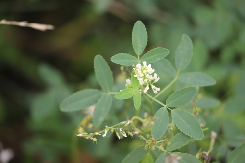 White Sweetclover
