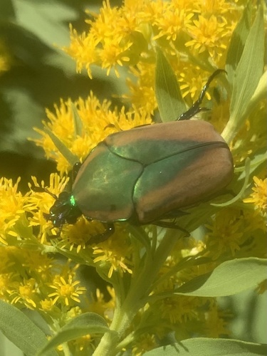 Figeater Beetle