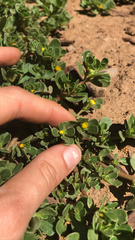 Portulaca oleracea