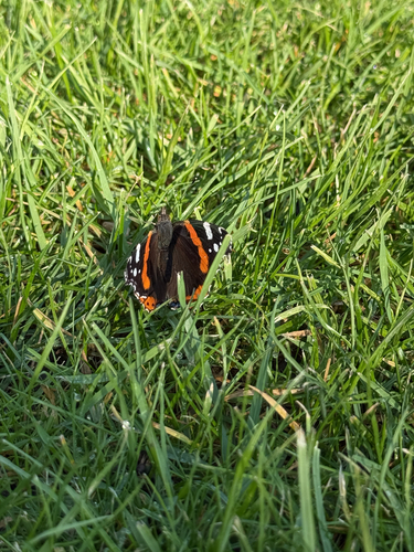 Red Admiral