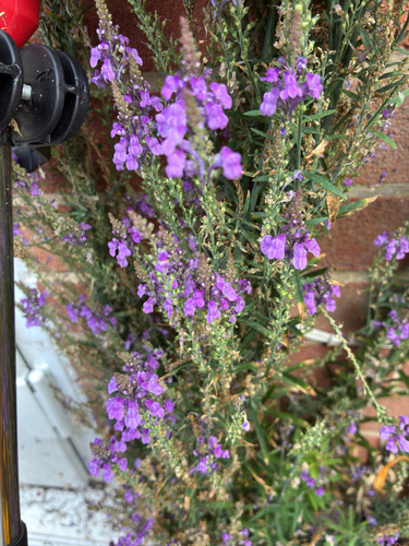 Purple Toadflax