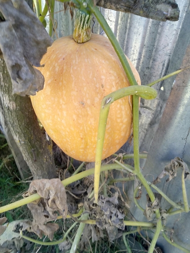 Cucurbita maxima observed 2026-10-04