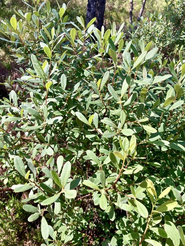 bog myrtle