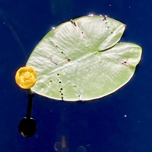 yellow water-lily