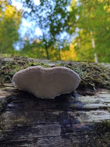 Red-banded Polypore