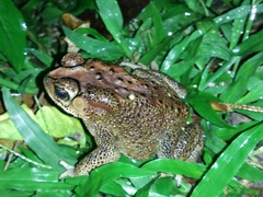 Duttaphrynus melanostictus