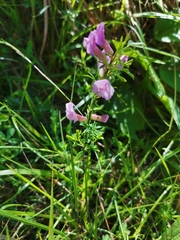 Chamaecytisus purpureus