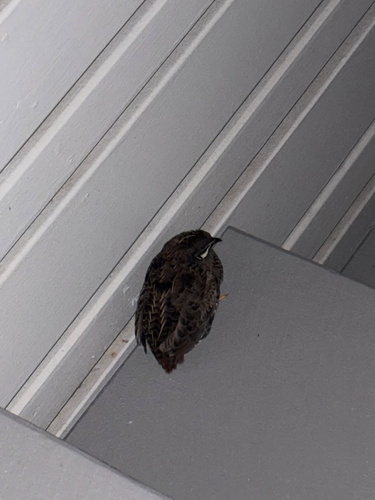 Synoicus chinensis observed 2026-10-03