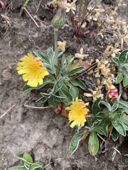 Agoseris apargioides