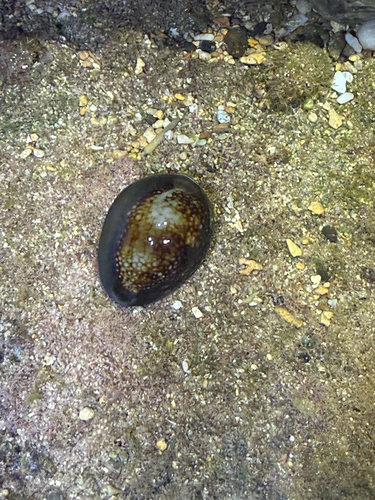 Monetaria caputserpentis observed 2026-10-03