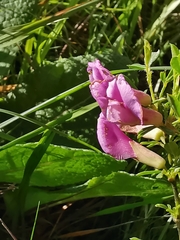 Chamaecytisus purpureus