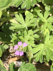 Geranium