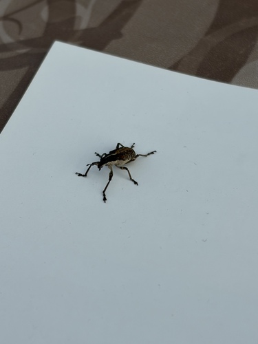 Charagmus gressorius