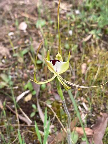 eastern mantis orchid