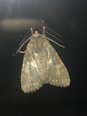 Apamea commixta