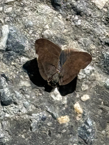 Brown Winged Plant Hopper
