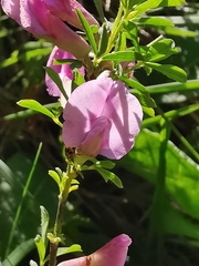 Chamaecytisus purpureus