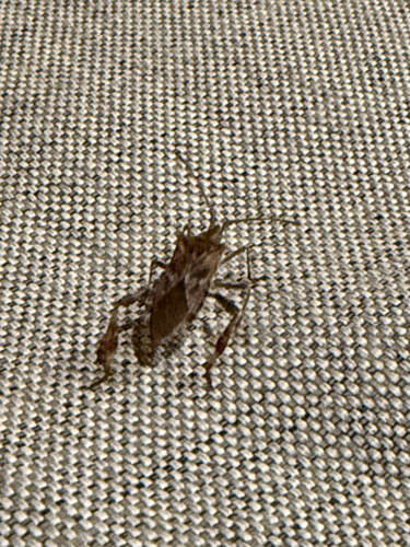 Western Conifer Seed Bug