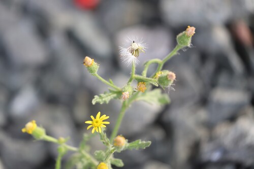 Sticky Groundsel