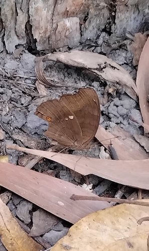 Brown Pansy