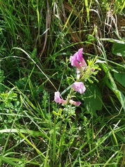 Chamaecytisus purpureus