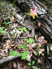 Aquilegia canadensis
