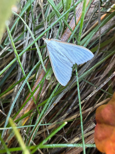 Jasmine Moth