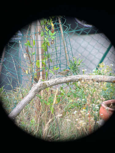Eurasian Blackcap