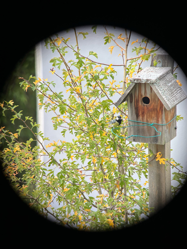 Great Tit