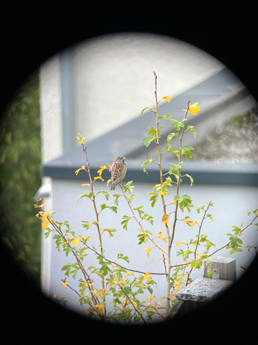 House Sparrow