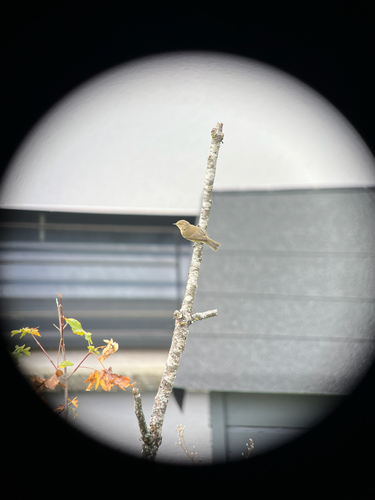 Common Chiffchaff