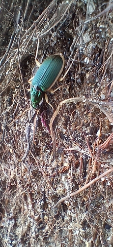 Chlaenius darlingensis