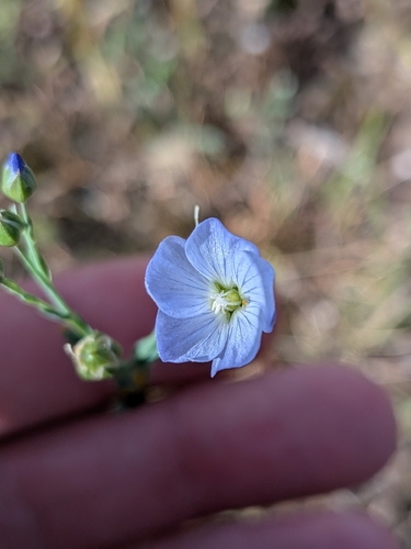 Australian Flax