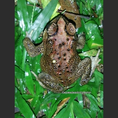 Duttaphrynus melanostictus