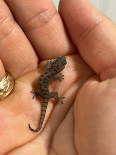 Gehyra mutilata observed 2026-10-03