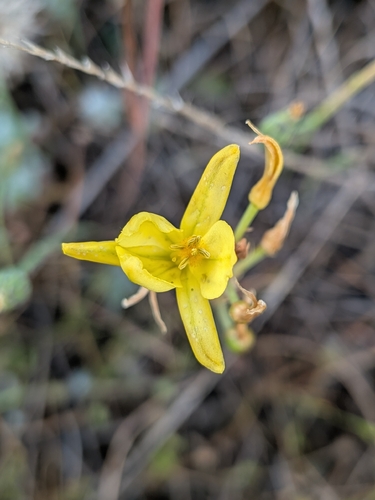 Bulbine Lily