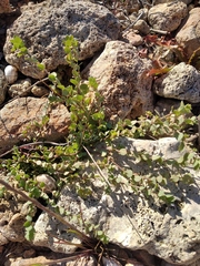 Andrachne telephioides