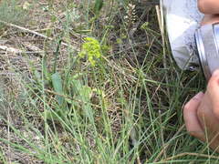 Pastinaca clausii